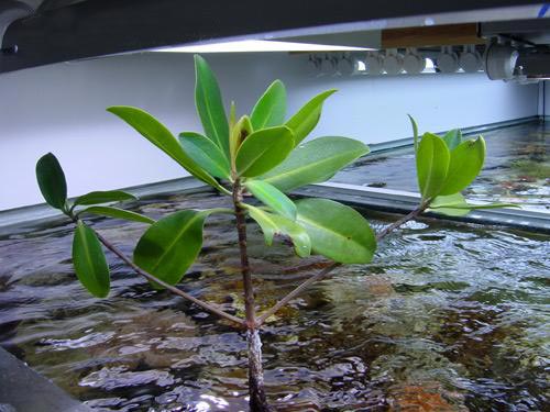 mangrove in meeresaquarium